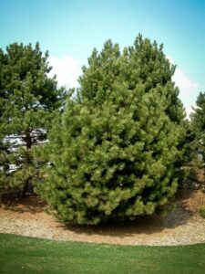 Сосна Чёрная (Pinus Nigra) купить по цене от 270.00р. в интернет-магазине «Посадика» с доставкой почтой в в Туране и по всей России – [изображение №1].