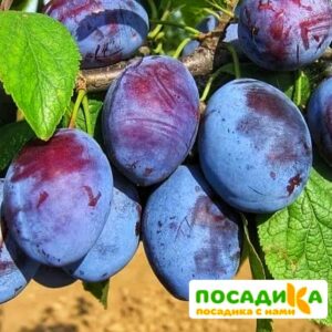 Слива Чачакская ранняя купить по цене от 229.00р. в интернет-магазине «Посадика» с доставкой почтой в в Туране и по всей России – [изображение №1].