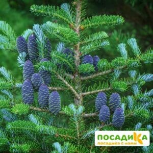 Пихта корейская (Abies koreana) купить по цене от 450.00р. в интернет-магазине «Посадика» с доставкой почтой в в Туране и по всей России – [изображение №1].