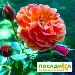 Роза Арабия купить по цене от 350.00р. в интернет-магазине «Посадика» с доставкой почтой в в Туране и по всей России – [изображение №1].