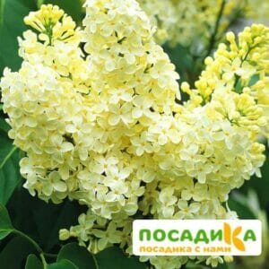 Сирень Примроуз (Primrose) купить по цене от 529.00р. в интернет-магазине «Посадика» с доставкой почтой в в Туране и по всей России – [изображение №1].