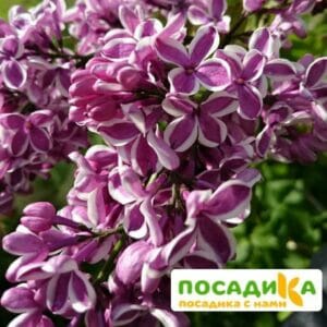 Сирень Сенсация купить по цене от 529.00р. в интернет-магазине «Посадика» с доставкой почтой в в Туране и по всей России – [изображение №1].