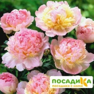 Пион Распберри Сандей (Paeonia Raspberry Sundae) купить по цене от 959р. в интернет-магазине «Посадика» с доставкой почтой в в Туране и по всей России – [изображение №1].