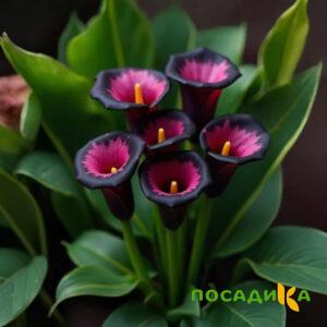 Калла Аура Лейс купить по цене от 400р. в интернет-магазине «Посадика» с доставкой почтой в в Туране и по всей России – [изображение №1].