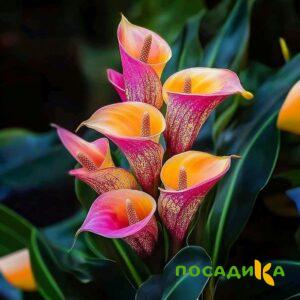 Калла Оникс купить по цене от 450р. в интернет-магазине «Посадика» с доставкой почтой в в Туране и по всей России – [изображение №1].