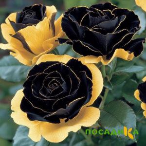 Роза Ханни Сикл купить по цене от 700р. в интернет-магазине «Посадика» с доставкой почтой в в Туране и по всей России – [изображение №1].