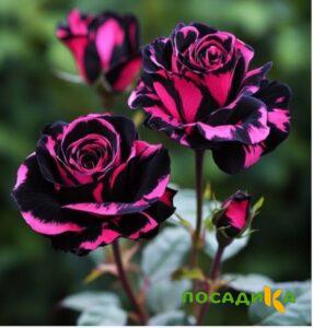 Роза Багровый Шепот купить по цене от 366р. в интернет-магазине «Посадика» с доставкой почтой в в Туране и по всей России – [изображение №1].