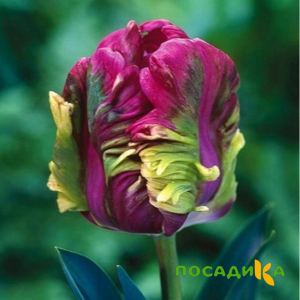 Тюльпан Экзотик Хэвен купить по цене от 186р. в интернет-магазине «Посадика» с доставкой почтой в в Туране и по всей России – [изображение №1].