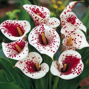 Калла Эмпайр купить по цене от 302р. в интернет-магазине «Посадика» с доставкой почтой в в Туране и по всей России – [изображение №1].