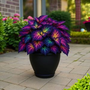 Хоста Фрости Блю купить по цене от 389р. в интернет-магазине «Посадика» с доставкой почтой в в Туране и по всей России – [изображение №1].