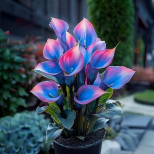 Калла Импрессия купить по цене от 590р. в интернет-магазине «Посадика» с доставкой почтой в в Туране и по всей России – [изображение №1].