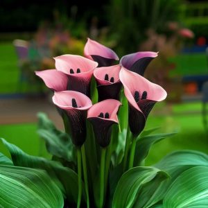 Калла Энигма купить по цене от 291р. в интернет-магазине «Посадика» с доставкой почтой в в Туране и по всей России – [изображение №1].