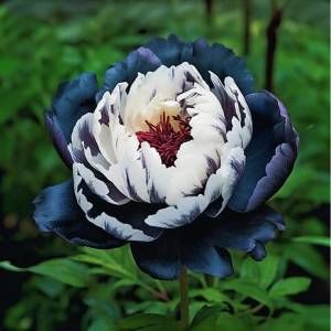 Пион Древовидный Инь-Янь купить по цене от 419р. в интернет-магазине «Посадика» с доставкой почтой в в Туране и по всей России – [изображение №1].