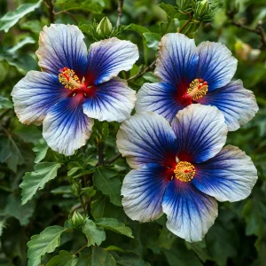 Гибискус Илюжн Вилью купить по цене от 259р. в интернет-магазине «Посадика» с доставкой почтой в в Туране и по всей России – [изображение №1].