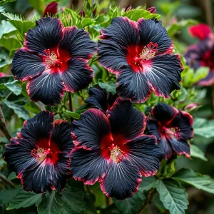 Гибискус садовый Файер Дэнсер купить по цене от 450р. в интернет-магазине «Посадика» с доставкой почтой в в Туране и по всей России – [изображение №1].