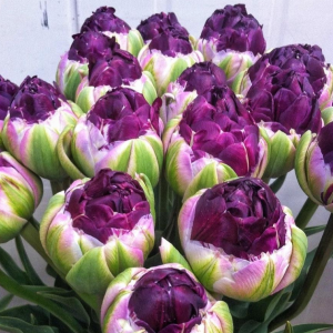 Тюльпан Анаконда купить по цене от 450р. в интернет-магазине «Посадика» с доставкой почтой в в Туране и по всей России – [изображение №1].