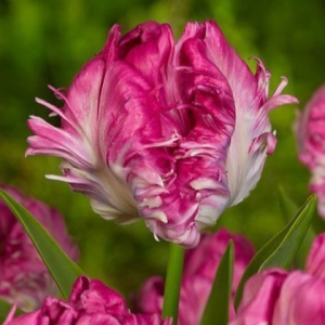 Тюльпан махровый Кул Кристал купить по цене от 400р. в интернет-магазине «Посадика» с доставкой почтой в в Туране и по всей России – [изображение №1].