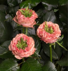 Роза Амбер Инчант купить по цене от 495р. в интернет-магазине «Посадика» с доставкой почтой в в Туране и по всей России – [изображение №1].