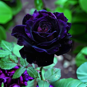 Роза Блэк Пантер купить по цене от 319р. в интернет-магазине «Посадика» с доставкой почтой в в Туране и по всей России – [изображение №1].