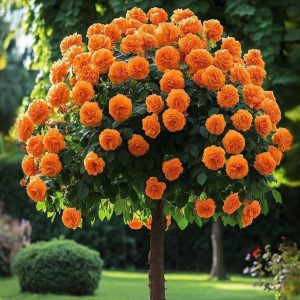 Роза Солнечный Шарм купить по цене от 349р. в интернет-магазине «Посадика» с доставкой почтой в в Туране и по всей России – [изображение №1].