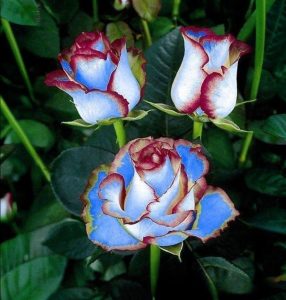 Роза Сафайер Пэтл купить по цене от 450р. в интернет-магазине «Посадика» с доставкой почтой в в Туране и по всей России – [изображение №1].